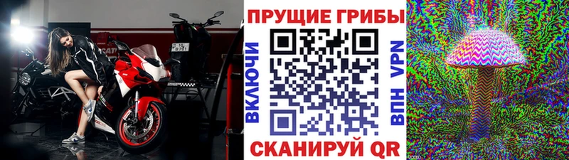 Псилоцибиновые грибы Psilocybe  Новороссийск 